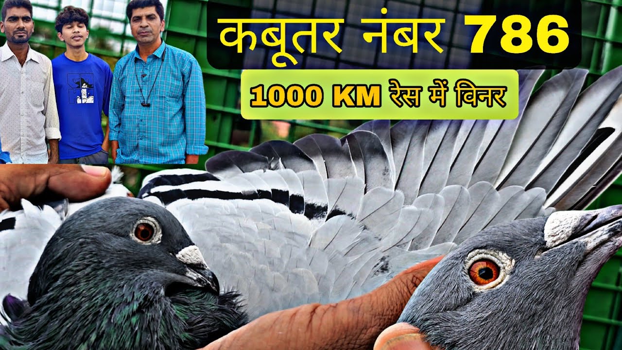 Winner Racer Homer Pigeon's Of Suhana Loft Bangalore
