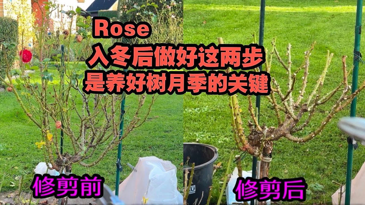 详解入冬后月季棒棒糖的修剪和注意事项/如何给树月季做过冬防护/什么时候修剪才是最佳/29.11.2024