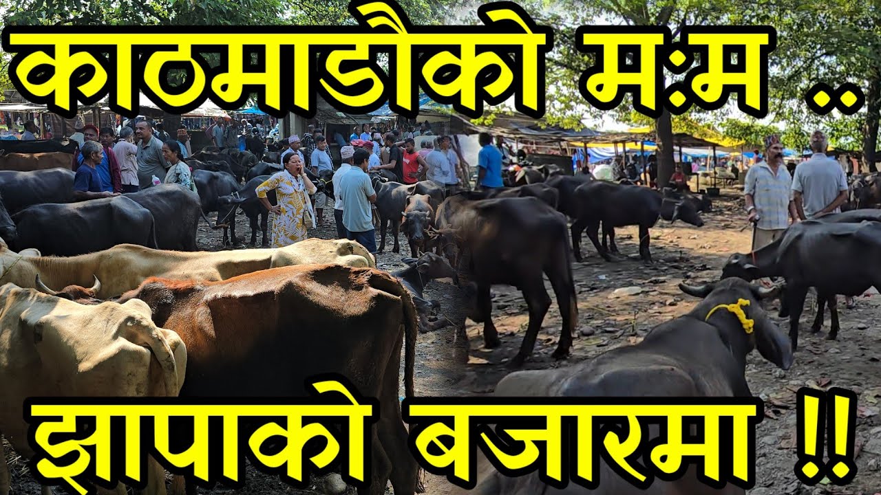 सस्तोमा छानी छानी रागा भैंसी पाइने झापाको खुदुनाबारी बजार village buffelo market 