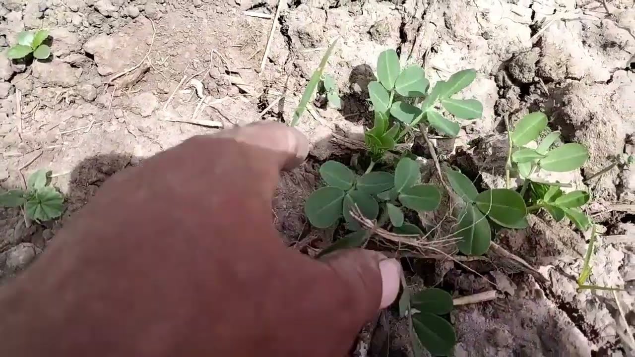 زراعة الفول السوداني موعد الزراعة وطرق الري والترديف اهم شي