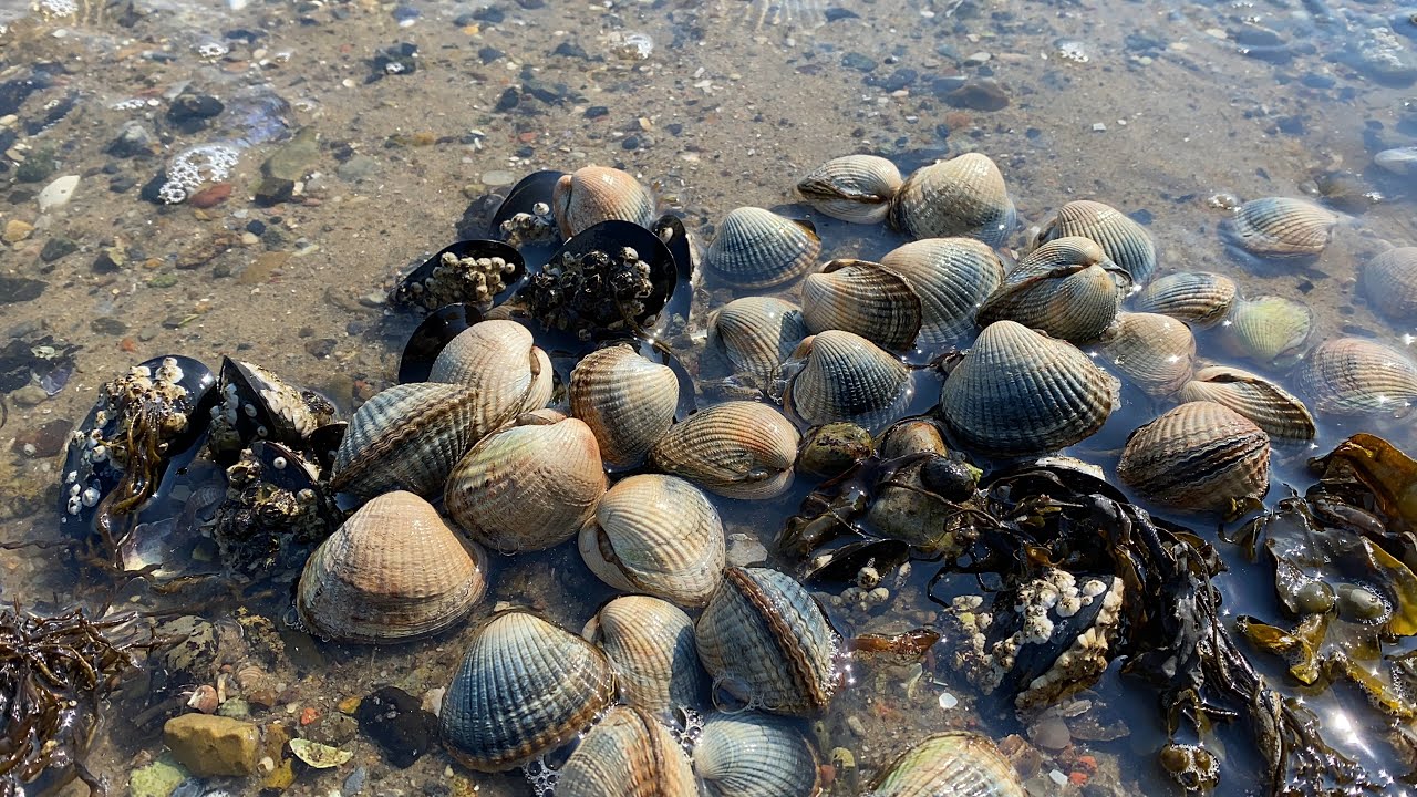 เก็บหอยคางเต็มหาดอีกแล้วแคะแบบมันส์# Find Chin Shell.6/6/21.