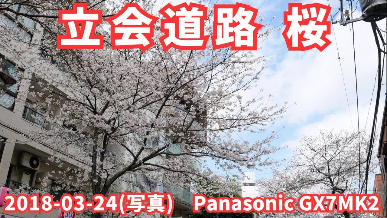 写真 立会道路 桜 2018-03-24 (Lumix DMC-GX7MK2 で撮影)