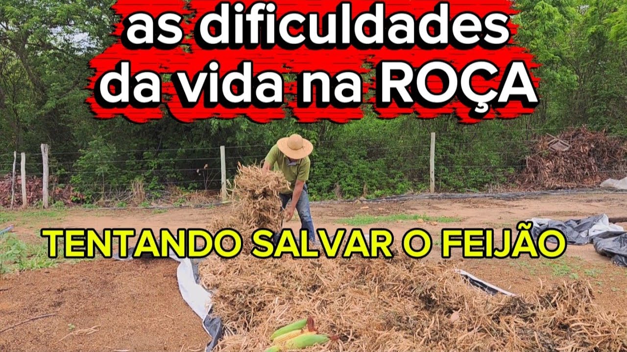 QUASE PERDEMOS A ROÇA DE FEIJÃO + VENDENDO MILHO VERDE 