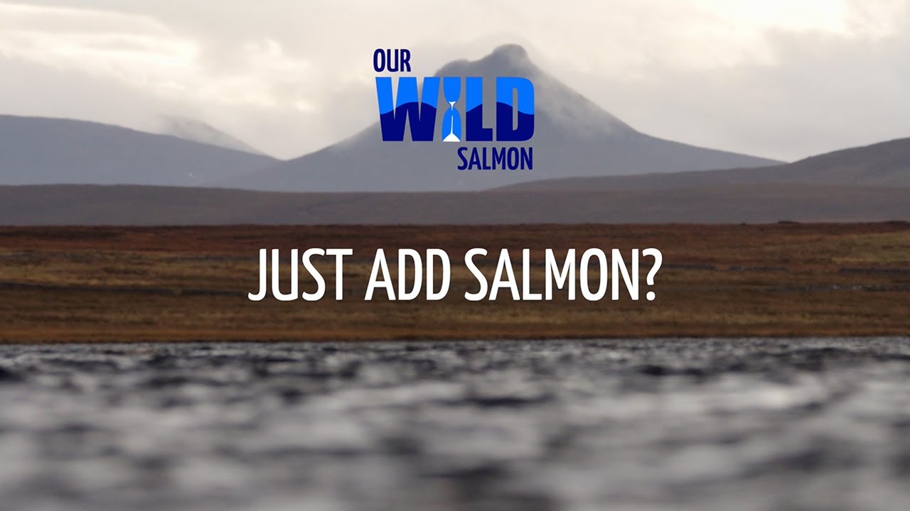 Hatcheries: Just add salmon? - Our Wild Salmon Series | Fisheries Management Scotland