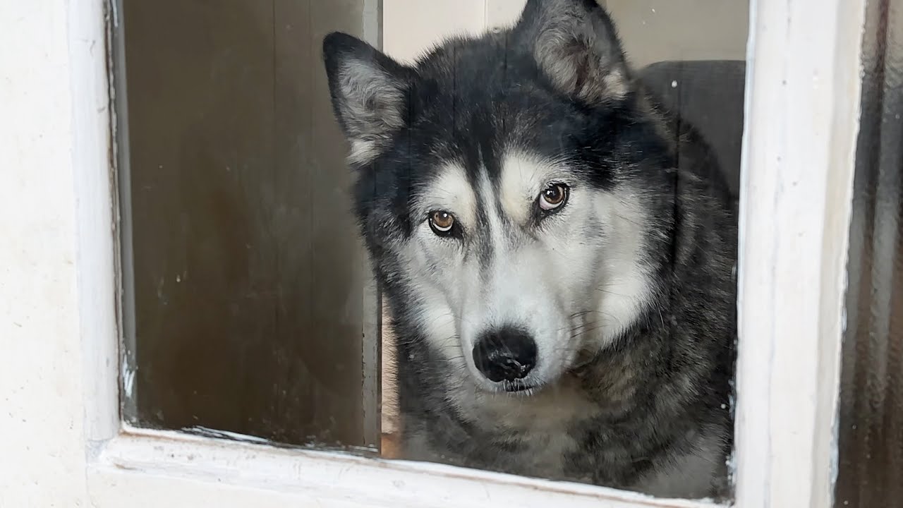 My Husky Judges Me For Working Without Him!