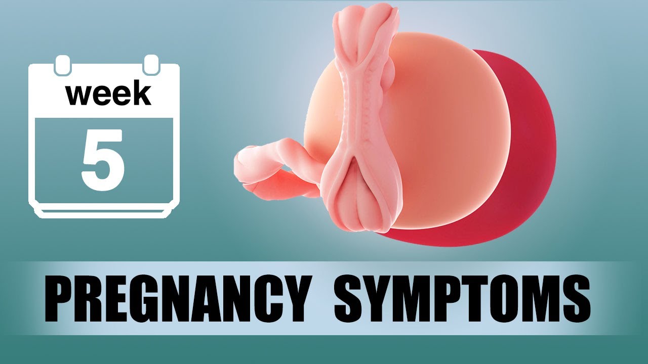 5 Weeks Pregnant - What to Expect During the 5th Week of Pregnancy