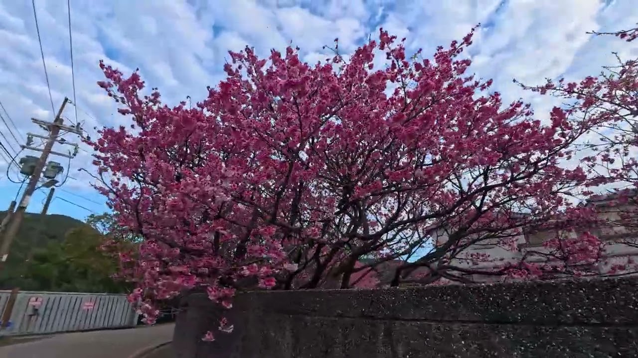 陽明山平菁街42巷的櫻花20260204