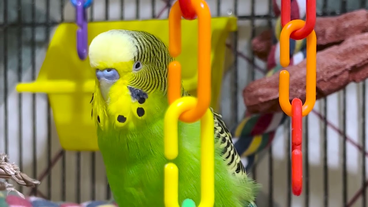 Hello my Name is... - Boba the Budgie Talks for Over 3 Minutes!