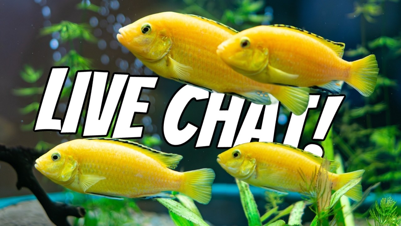 Fish Tank Q&A, Bring Your Questions
