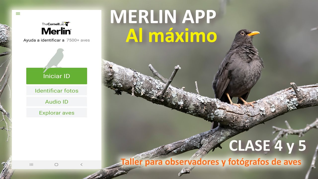 Cómo se usa Merlín App Fácil - La mejor aplicación para el observador de aves
