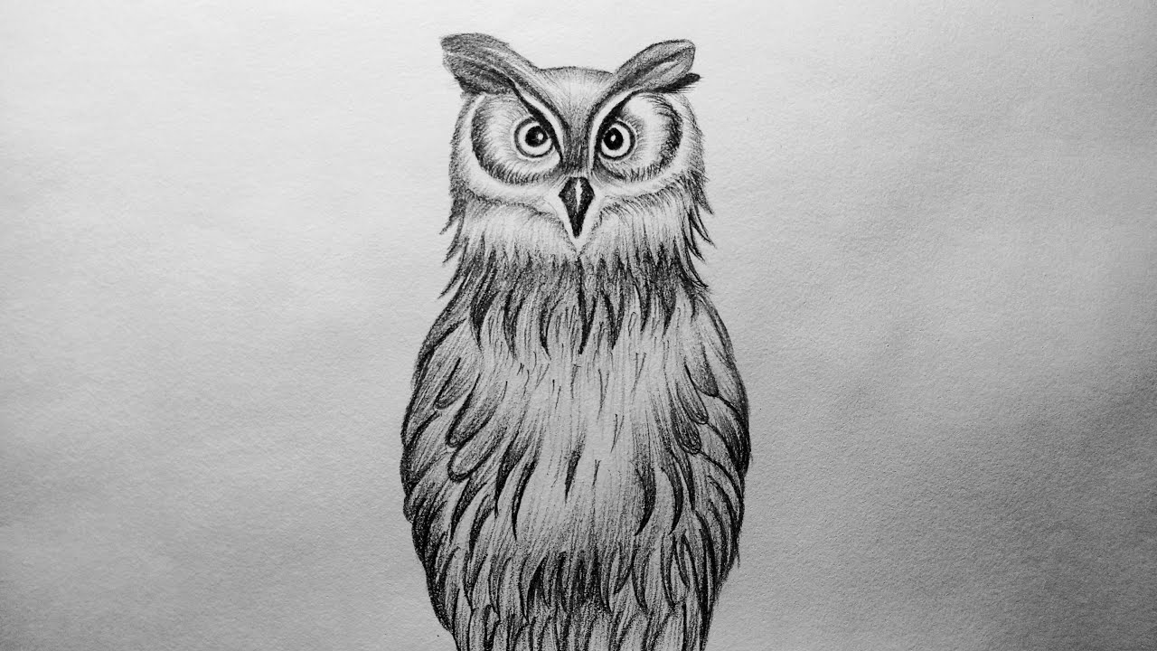 How to Draw owl easy and step by step or shading for beginners