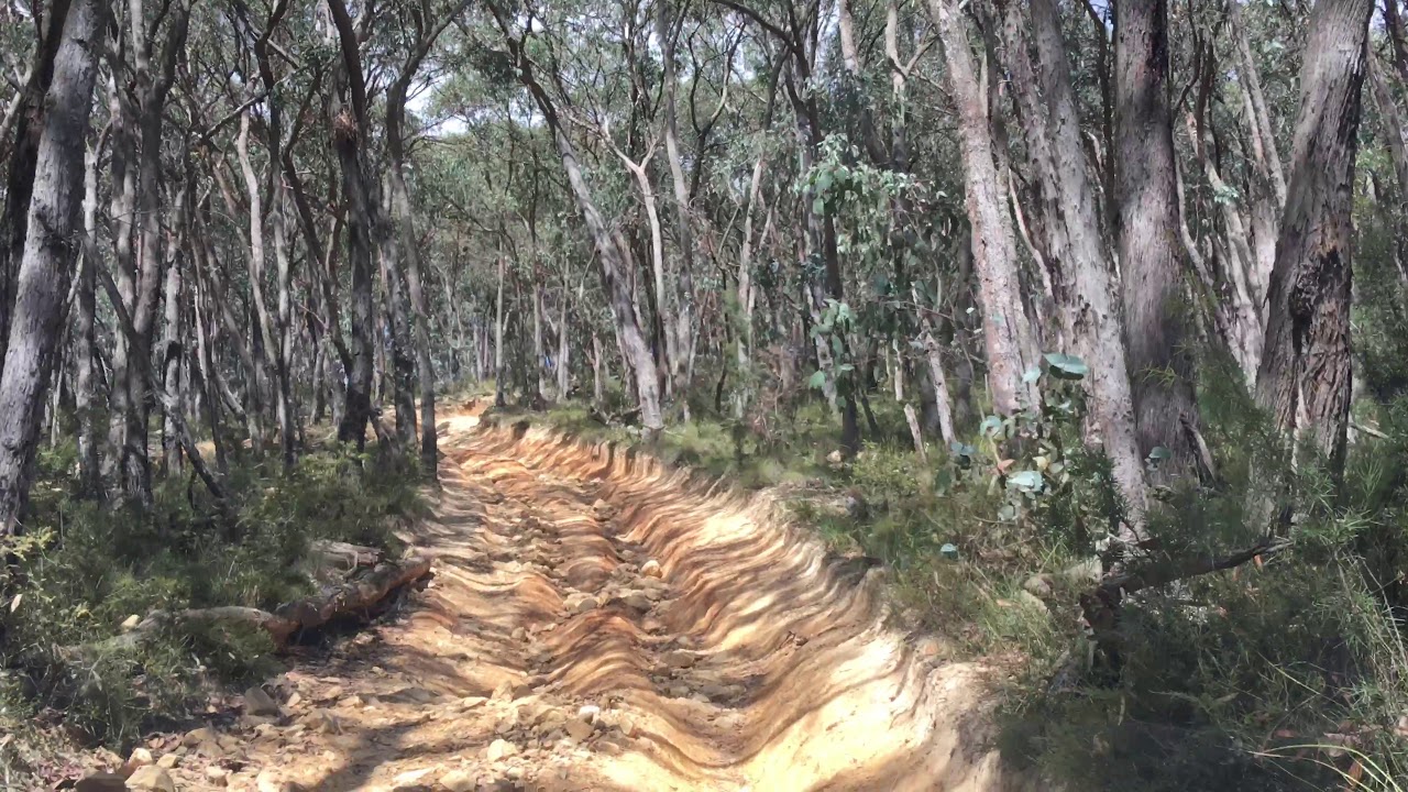 ANOTHER BORING DAY - WITH TRACKS For some to go on in some to not go on - WOMBAT STATE FORREST