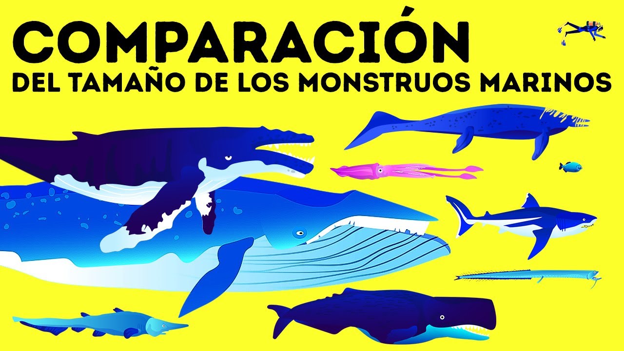 El megalodón vs. la ballena azul: quién es el gigante del mar n.º 1
