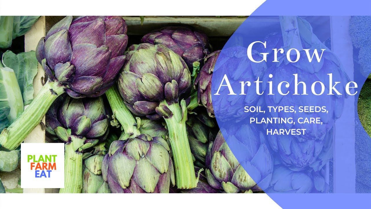 How to grow artichokes from seeds to harvest