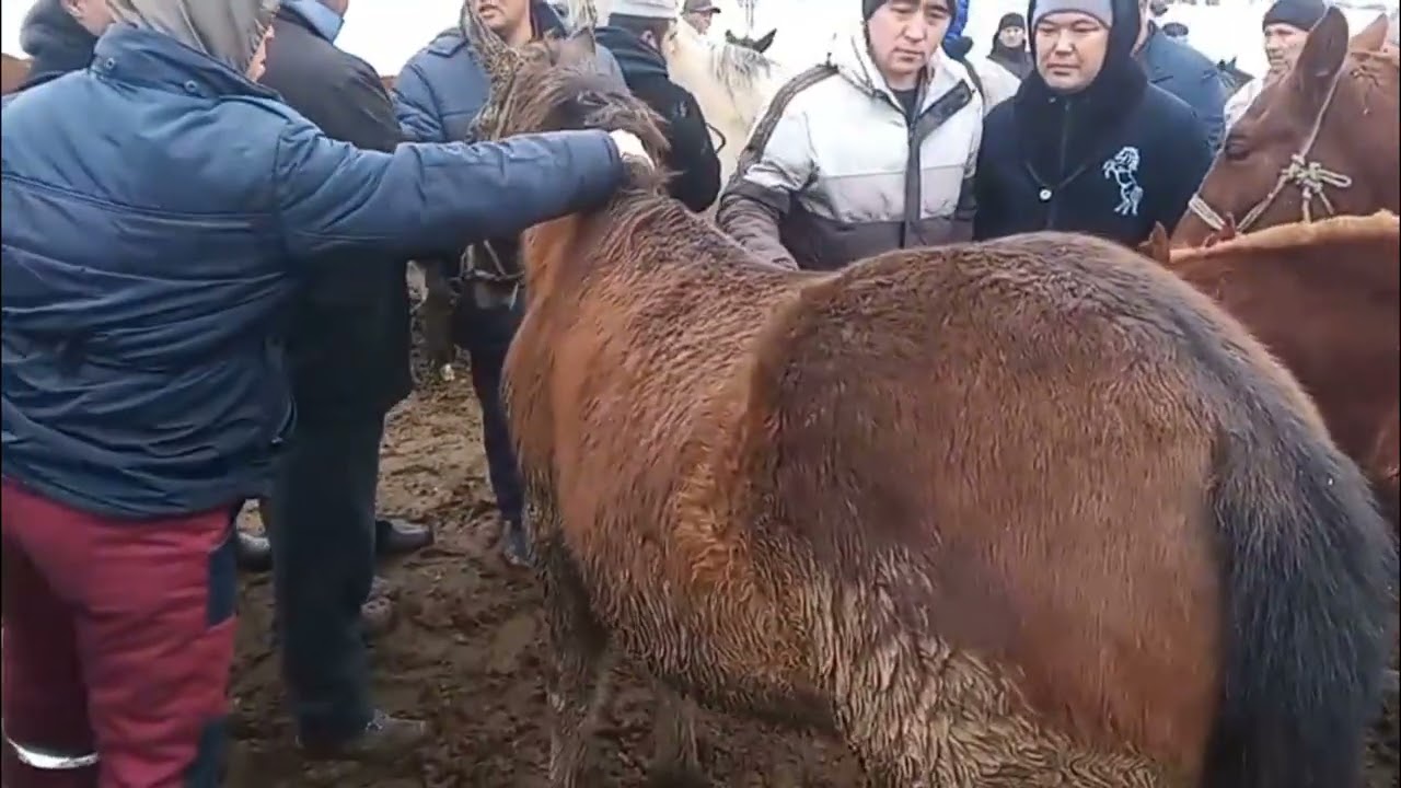 Жетісаи мал базары 11.12.2025. #Жетісаи мал базары #Жылқы бағалары#