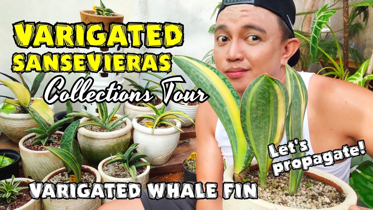 VARIGATED SANSEVIERIA WHALE FIN PLANT CARETIPS & PROPAGATIONS |TOUR ON MY V. SANSEVIERIA COLLECTIONS