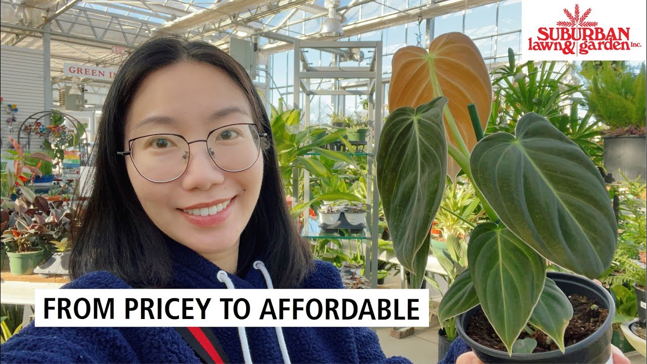 From Pricey to Affordable! CRAZY Plant Finds & Shopping with Me at Suburban (Kansas City, MO)