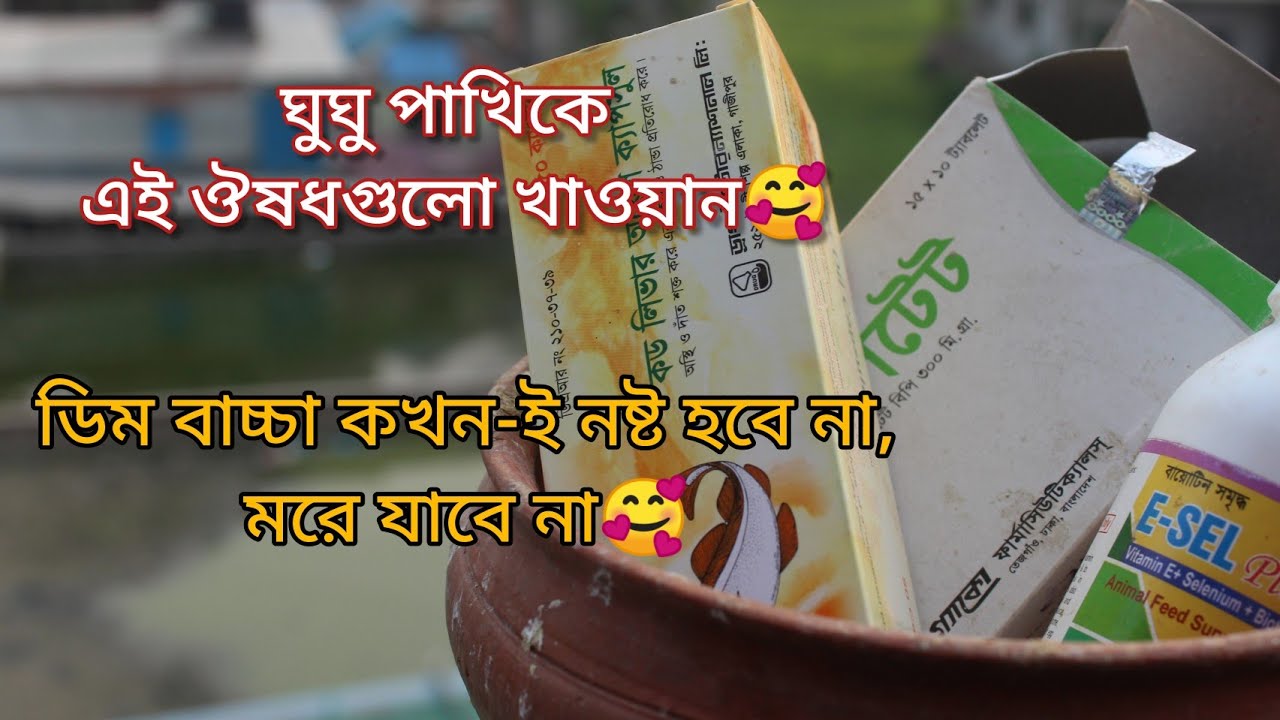 ঘুঘু পাখিকে কখন,কিভাবে কি কি ঔষধ খাওয়াবেন?gugu pakhi🐦স্বাস্থ্যবান পাখির জন্য ঔষধগুলো গুরুত্বপূর্ণ।