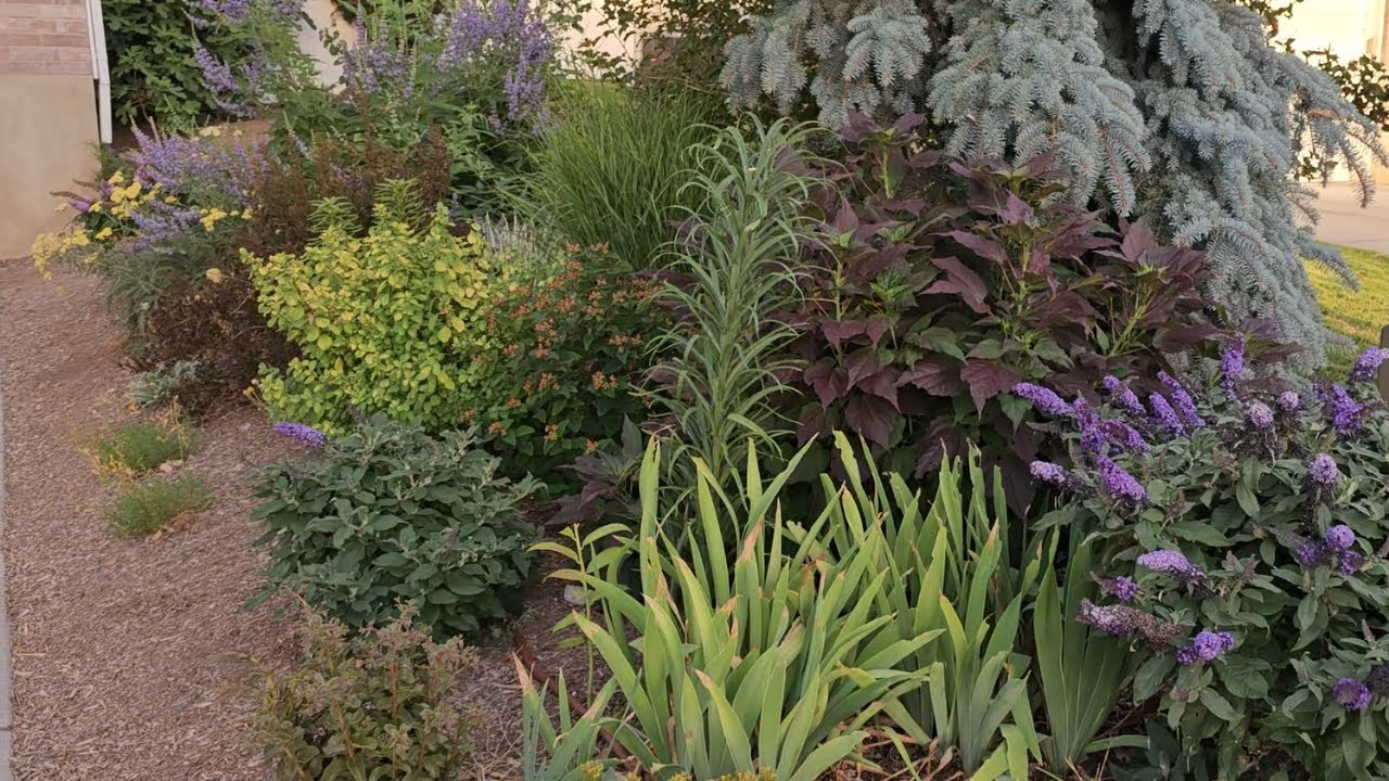 What is Blooming in My Zone 6 Water Wise Landscape in July