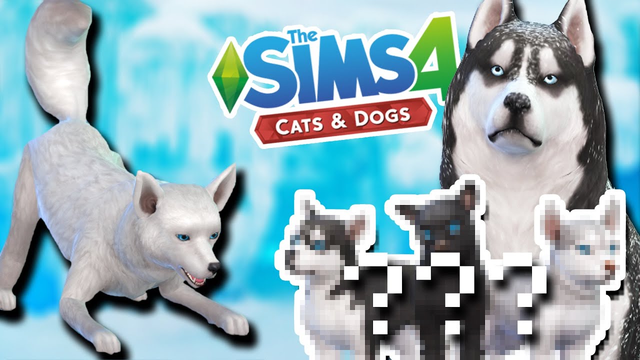 Snowy ARCTIC FOX & Sled Dog Puppies?! 🦊💕🐺