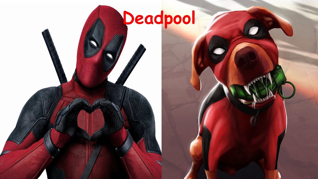 Superheroes In Real Life As Dogs 2017 | Teen Titans Go In Real Life | Young Justice In Real Life
