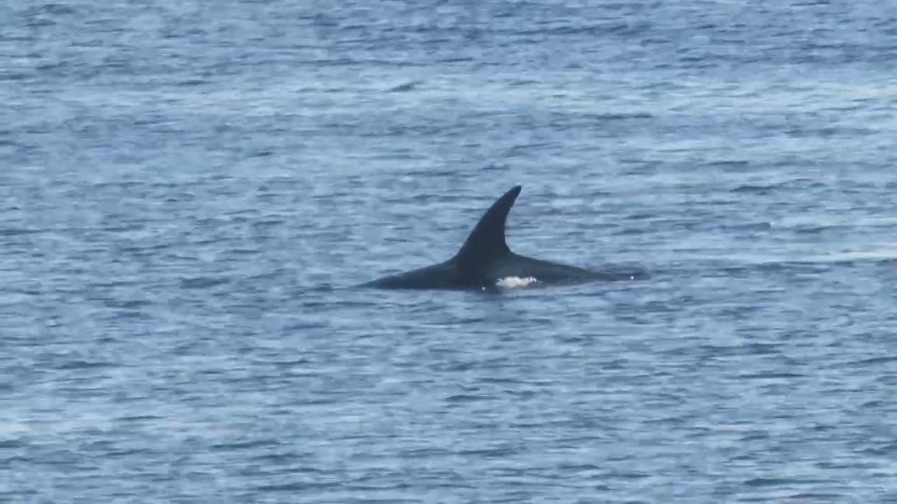 ORCAS hunting. A moment frozen in time. Neck Point Park, Nanaimo, Vancouver Island. 11/18/2025.