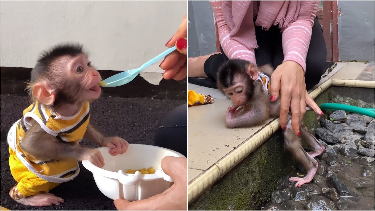 Mom replaces baby Monkey dino full diaper after eating a lot