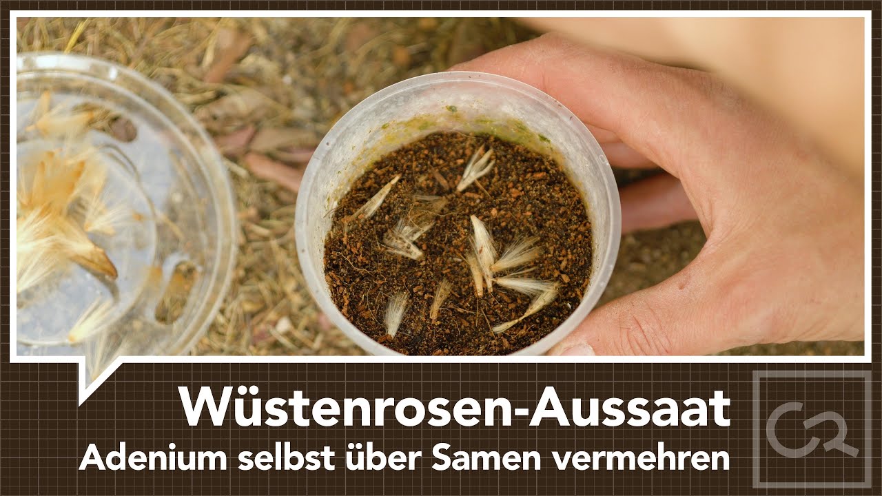 Wüstenrosen aussäen - Adenium selbst vermehren