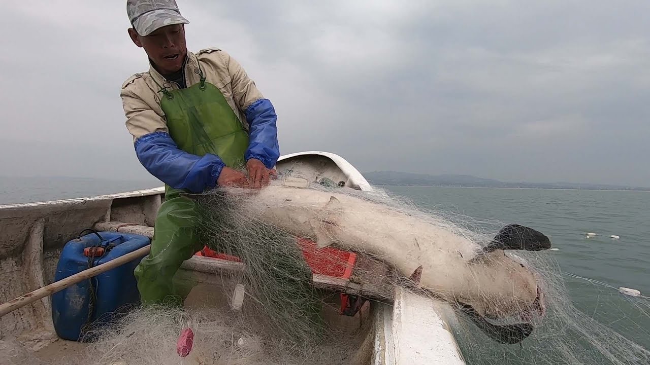 阿雄外海遇到大鲨鱼，目测有100多斤，十几年的渔民没见过这么大