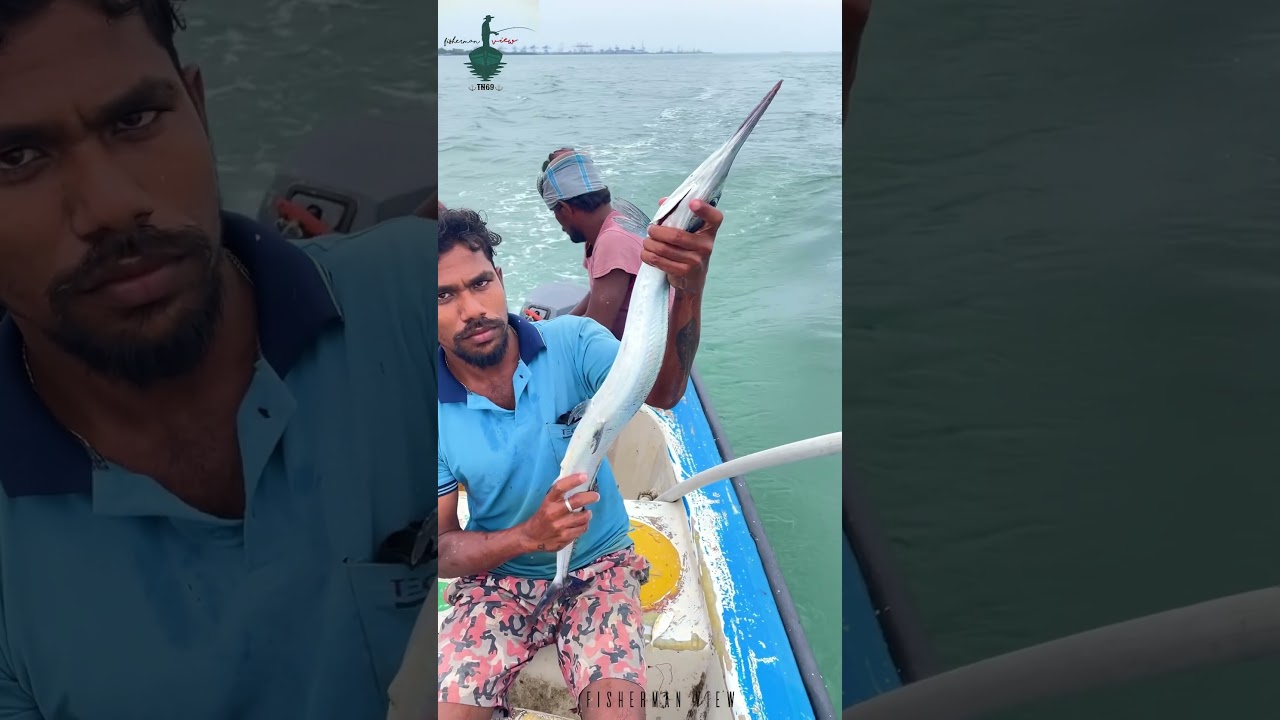 🐟Moral fish information 😱| #moralfish #trending #fishing #thoothukudi #copyright #seafood #like