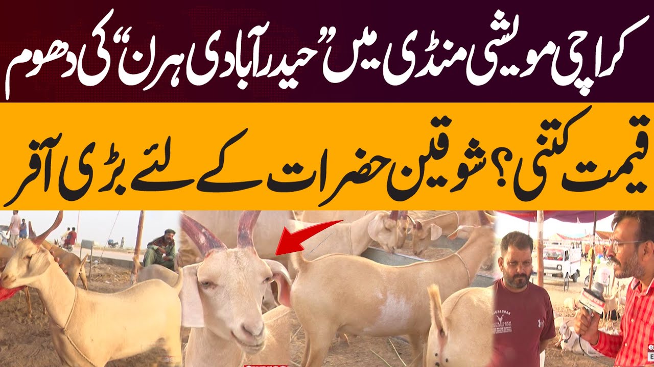 Hyderabadi Deer Steals the Show |  Karachi Cattle Market | Big Offer for Enthusiasts