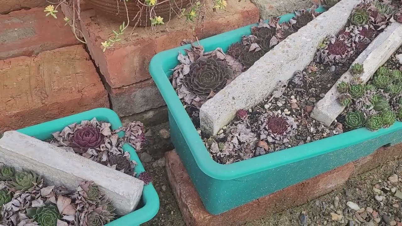 🌵 СУККУЛЕНТНЫЙ  САДИК  в феврале 🪴