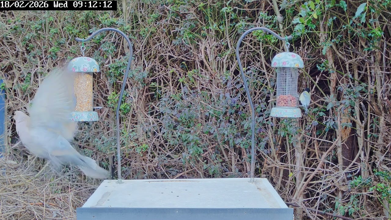 Great Tit at play, 18th February 2026