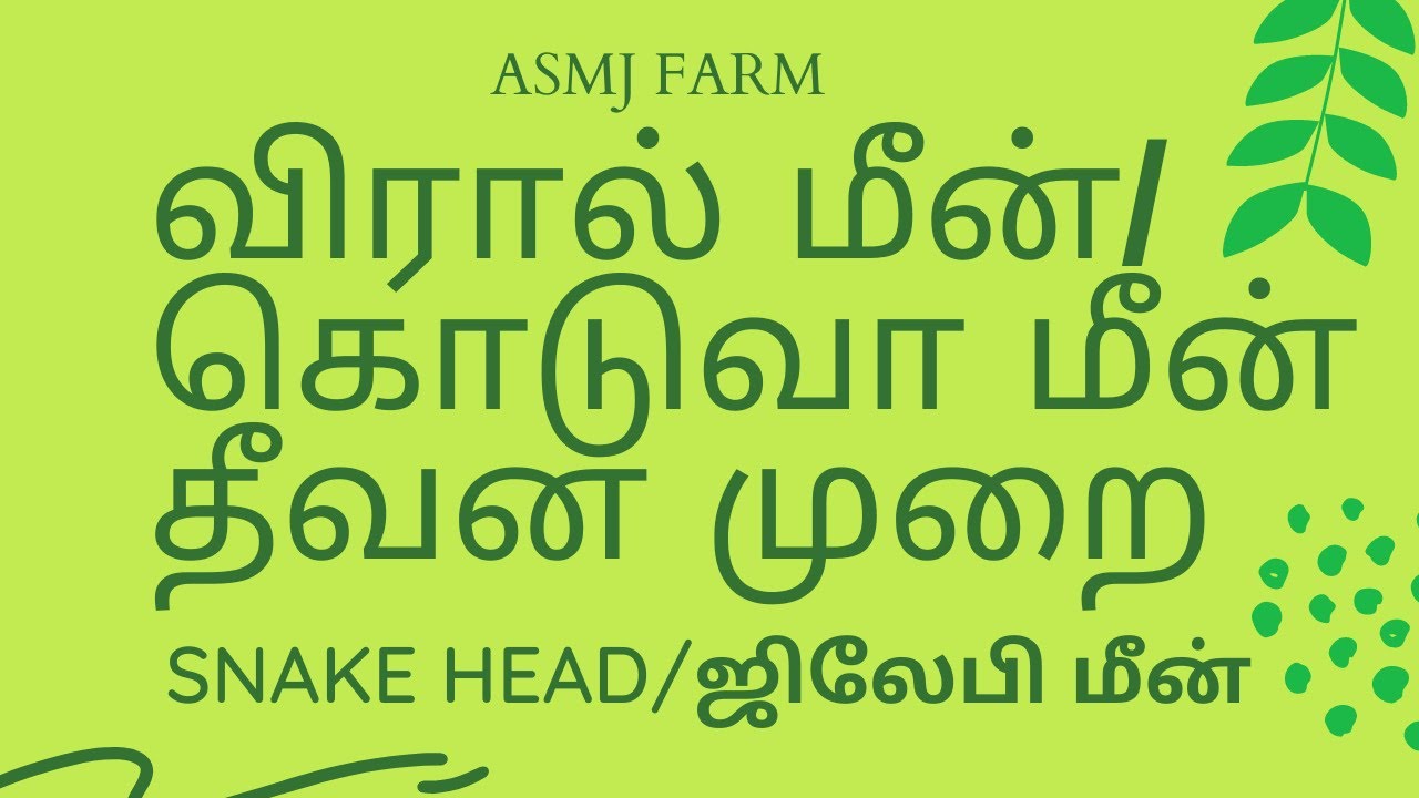 விரால் /கொடுவா மீன் தீவன முறை