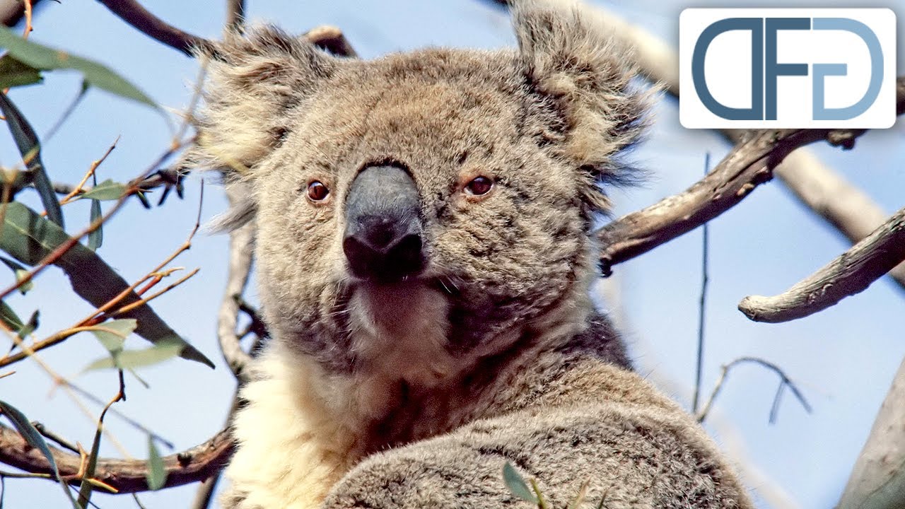 In den Wäldern Australiens | Tiere vor der Kamera (1983) | Folge 13/57