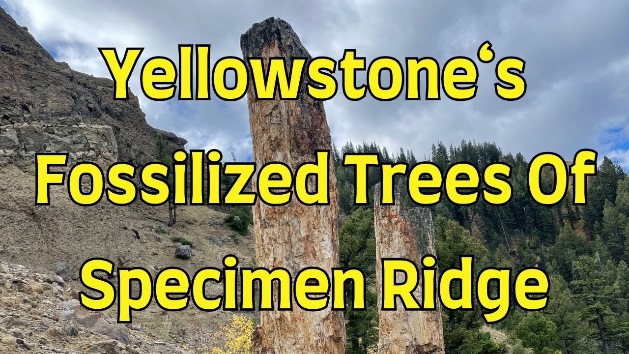 Huge Petrified Trees Of Yellowstone On Specimen Ridge: Explore With A Geologist