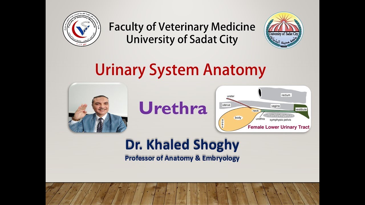 Urinary system 3 Urethra by Dr Khaled Shoghy