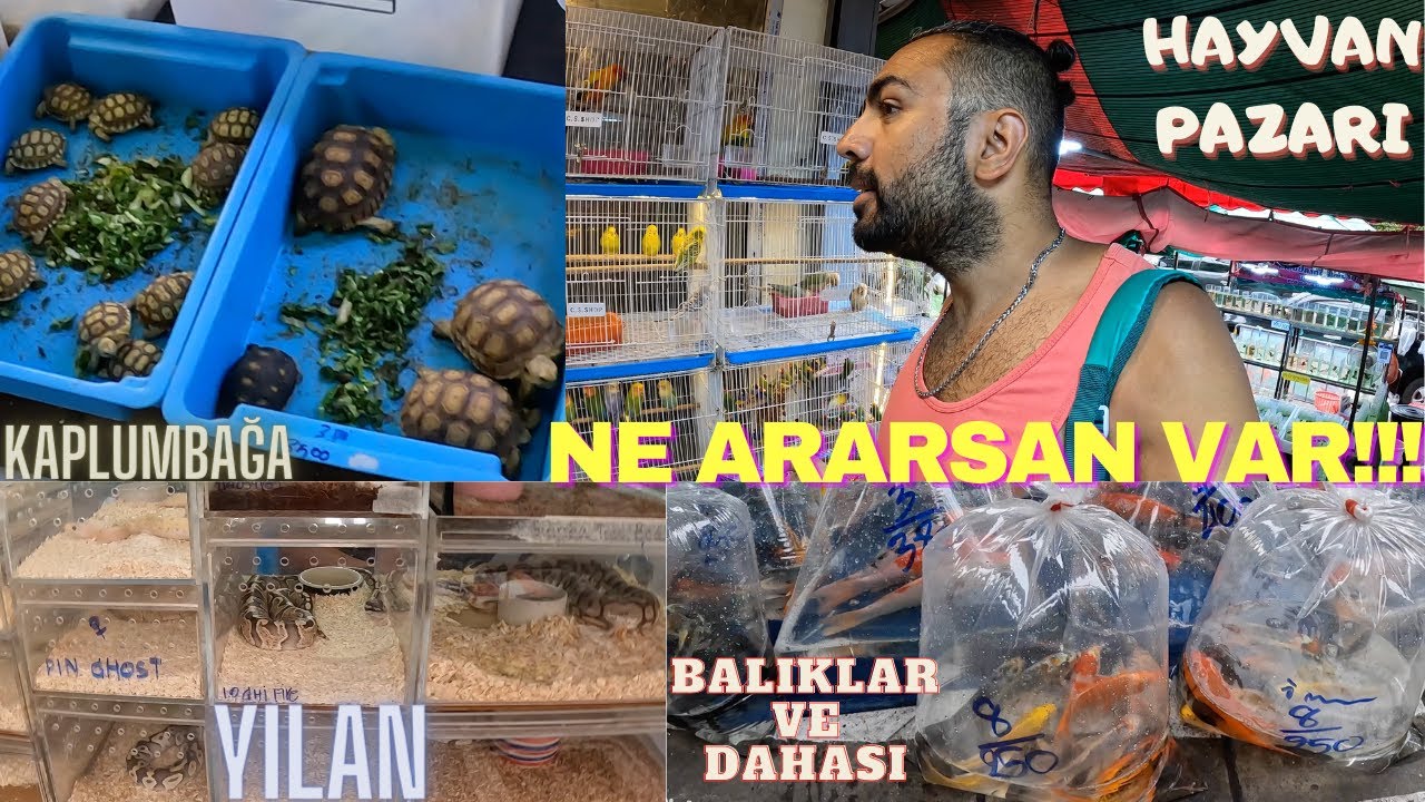 BANGKOK (Tayland) EGZOTİK HAYVAN PAZARI. Yılan-Balık-Kaplumbağa-Maymun Ne ararsan var TH 🇹🇭 #37