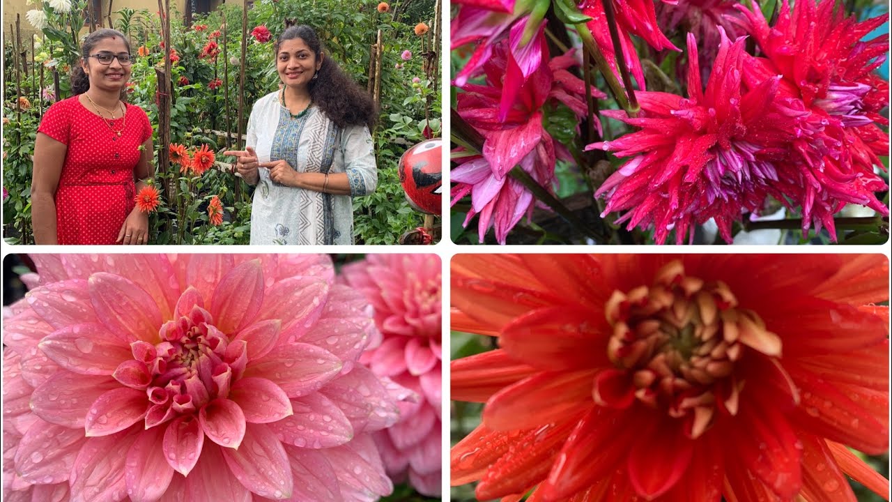 150 varieties of Dahlia / 150 ಜಾತಿಯ ಡೇರೆ ಹೂಗಳು / Kannada vlogs with Pratibha