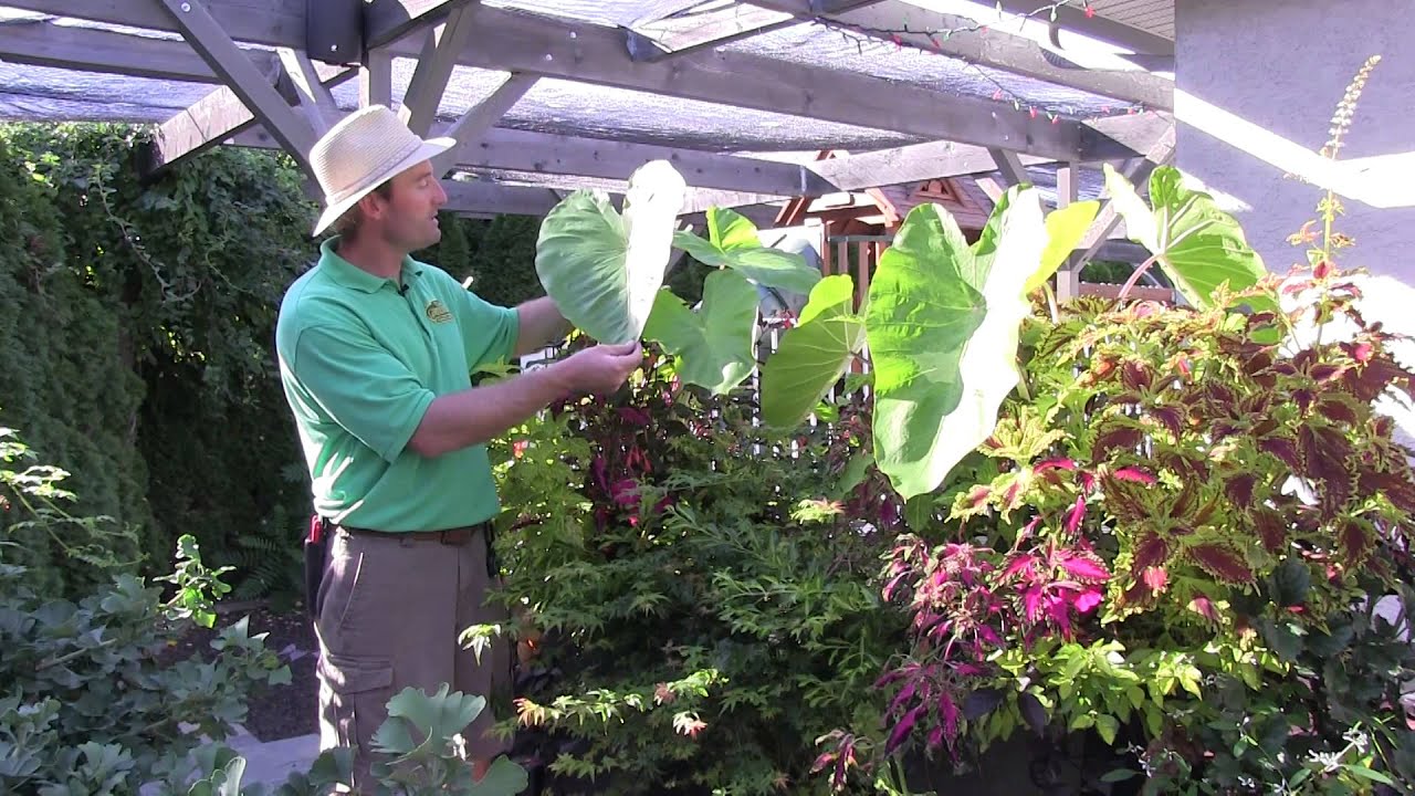 Outdoor Tropical Plants: Part 4