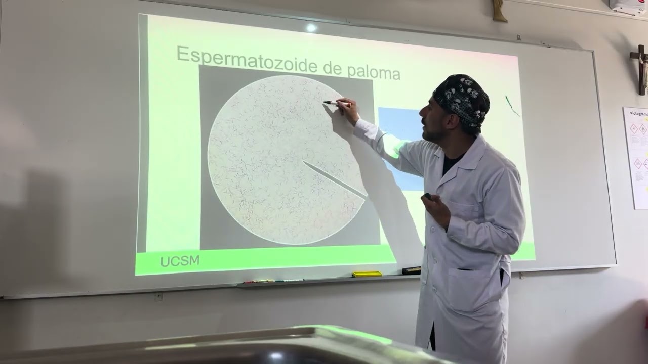 Embriología práctica 1.3