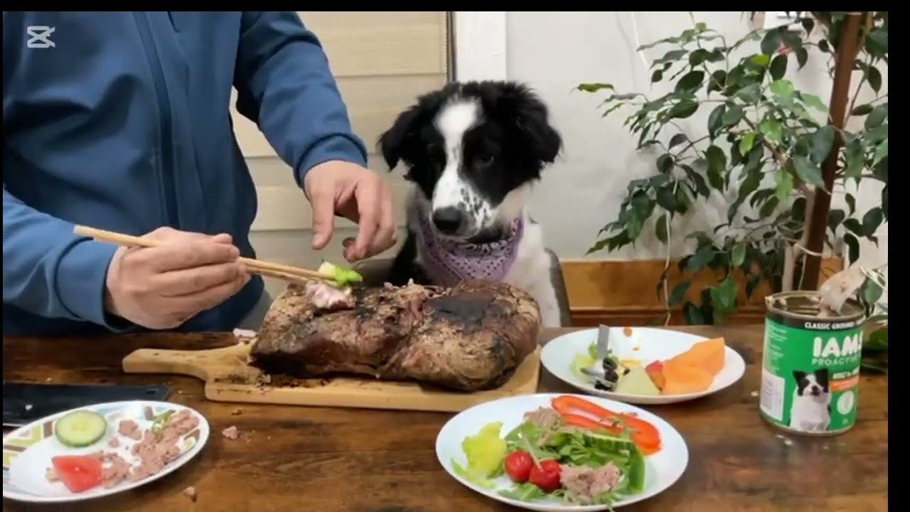 He thinks he’s a Tiny Human 🥹 #shorts #puppy #puppylife #dogshorts​ #handfeeding #smartdogs #dogasmr