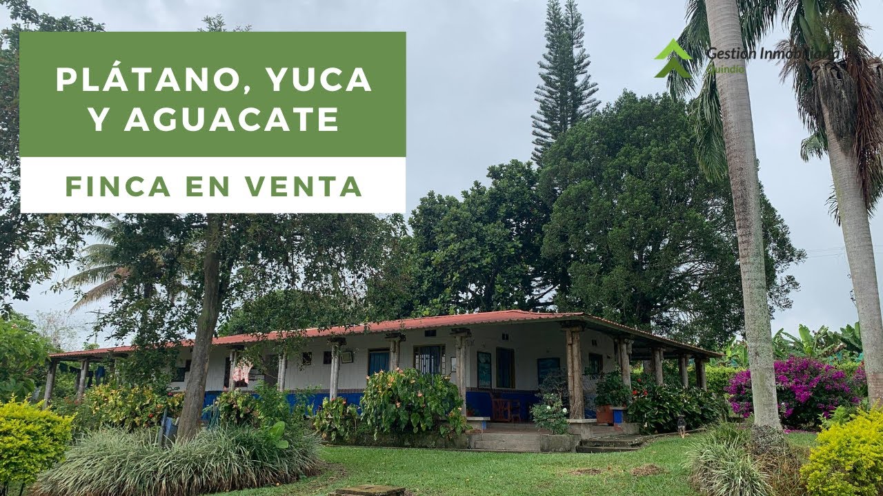 Finca productiva en venta La Tebaida Quindío Colombia VENDIDO
