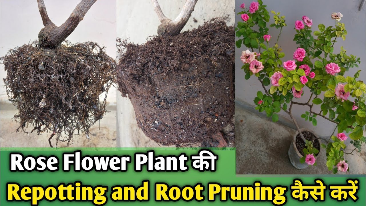Galti Mat Karna! Rose Repotting Monsoon Guide