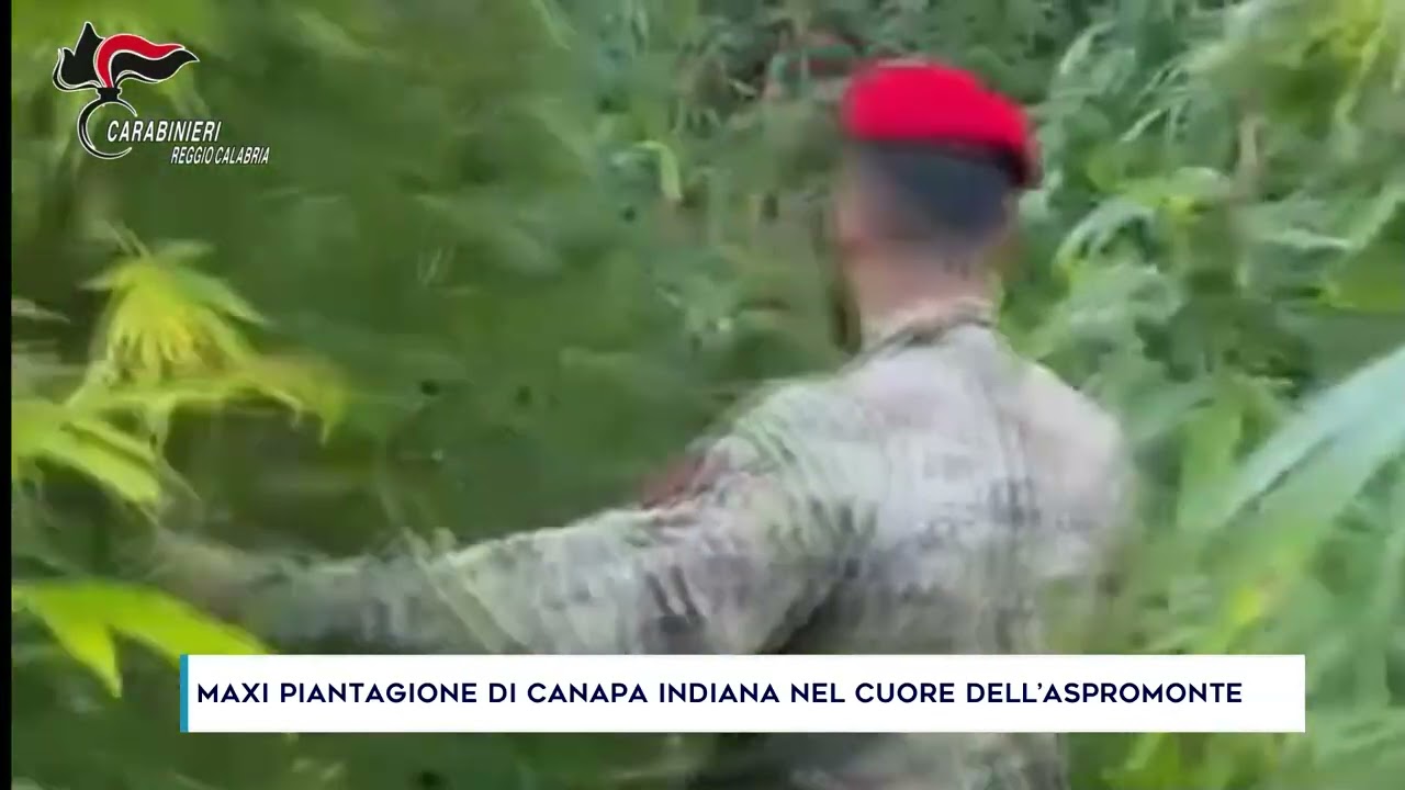 MAXI PIANTAGIONE DI CANAPA INDIANA NEL CUORE DELL’ASPROMONTE
