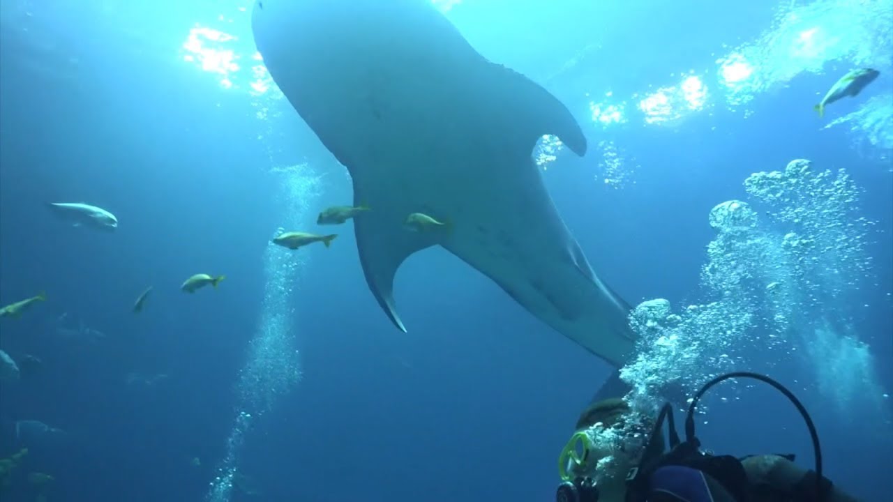 Diving With Whale Sharks in the Georgia Aquarium