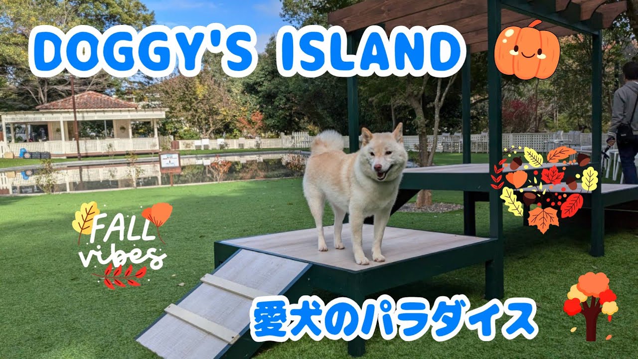 ドギーズアイランドに行ってきました。ここはワンコのディズニーランド!愛犬こーちゃんと楽しい時間を過ごせました。#柴犬#白柴#ドギーズアイランド