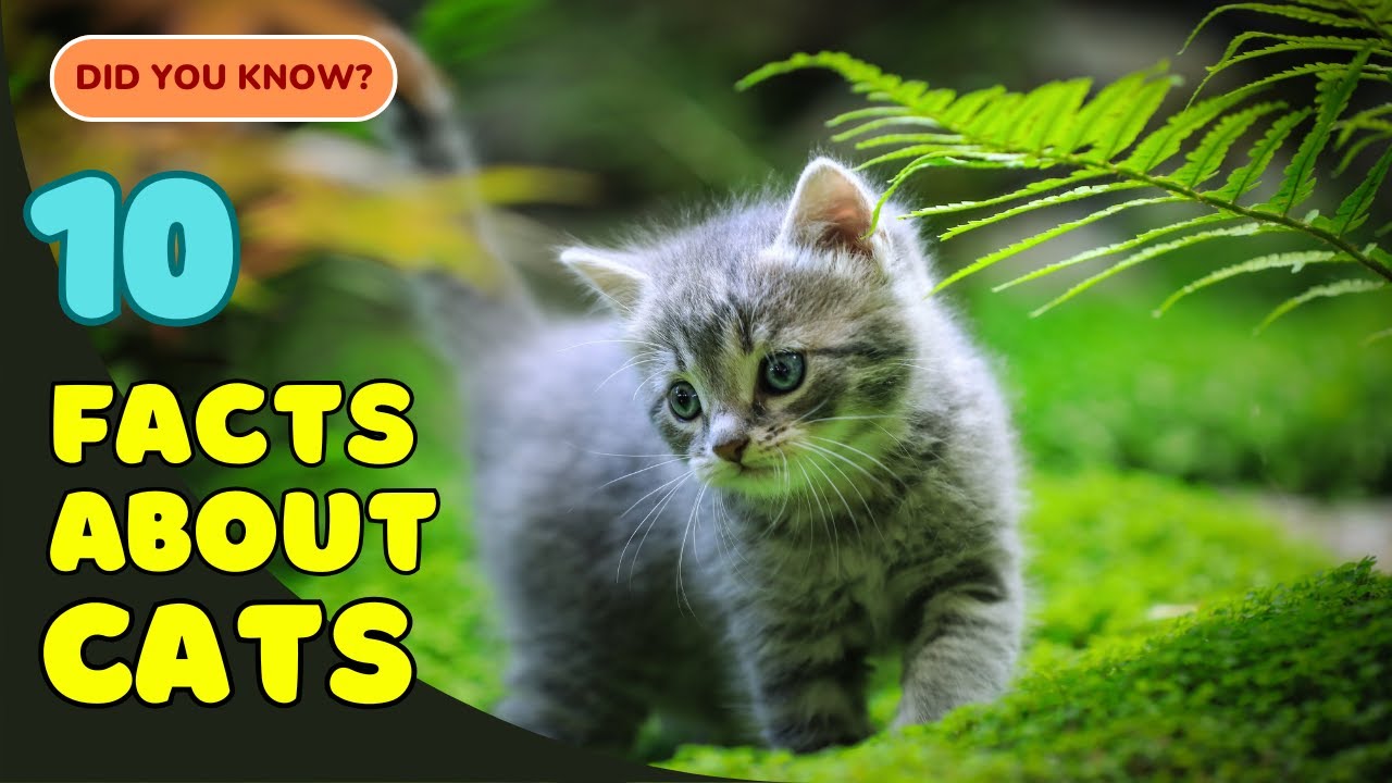 10 Fascinating Facts About Cats You Didn&rsquo;t Know! 🐱