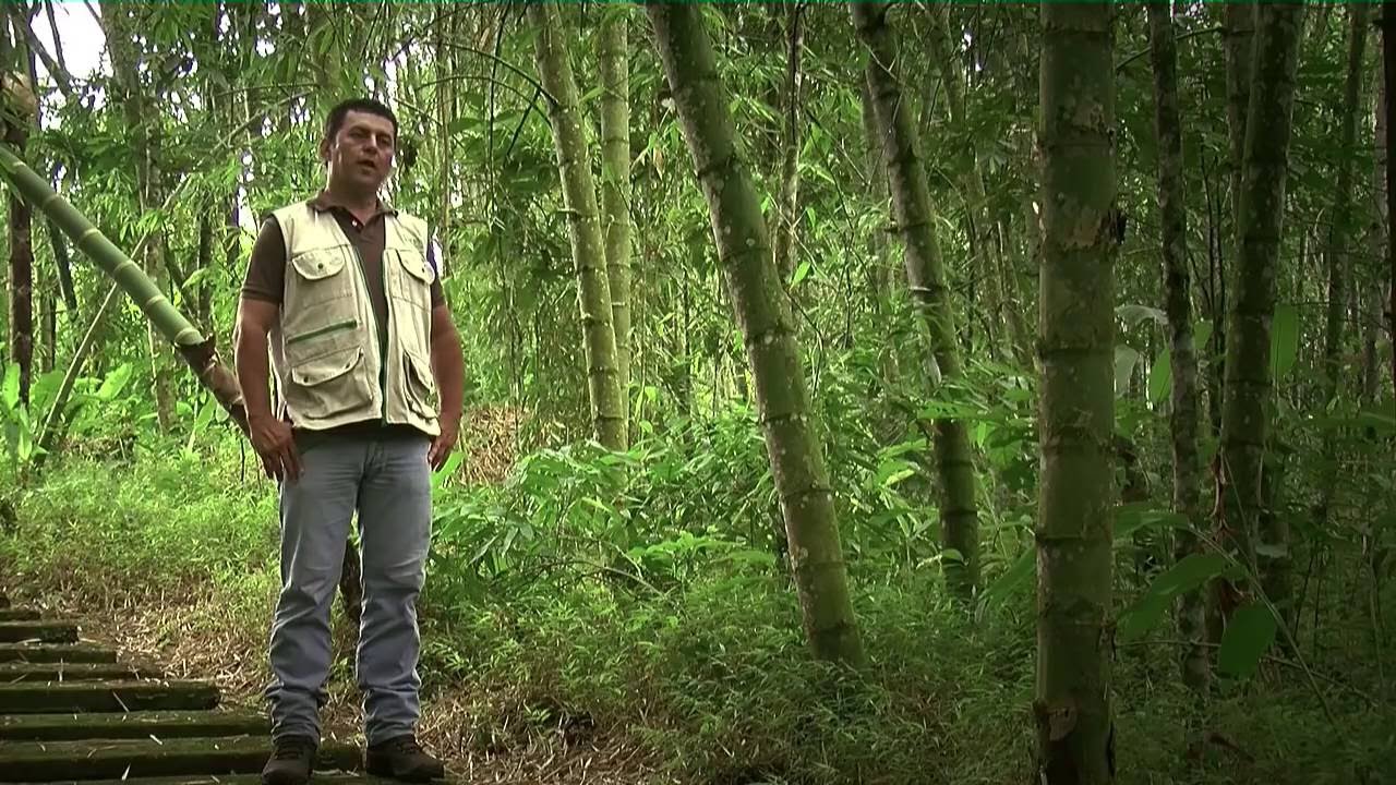 Cultivo de Guadua y su aprovechamiento Artesanal - TvAgro por Juan Gonzalo Angel
