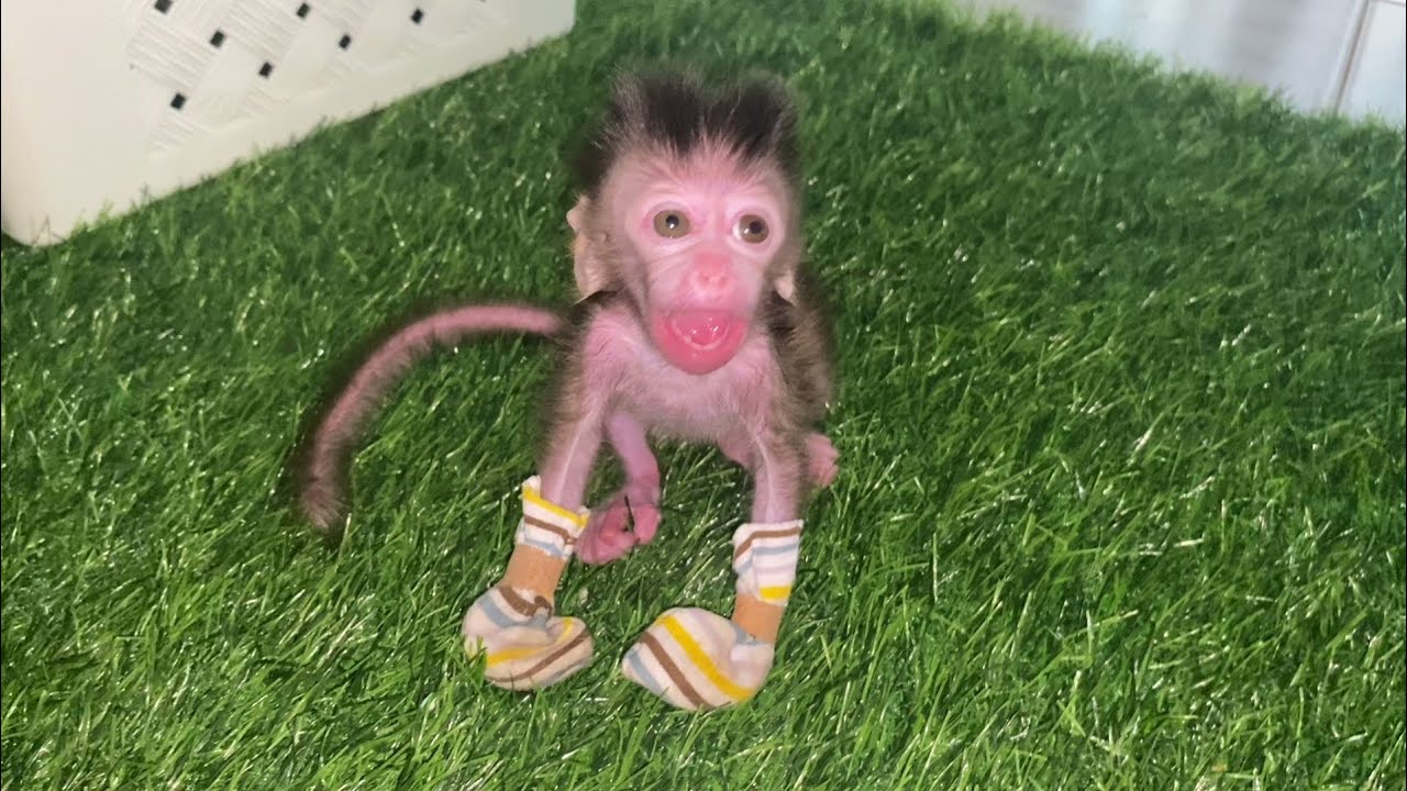 OMG.. VERY SMALL BABY MONKEYS EAT EVERYTHING GIVEN THEM